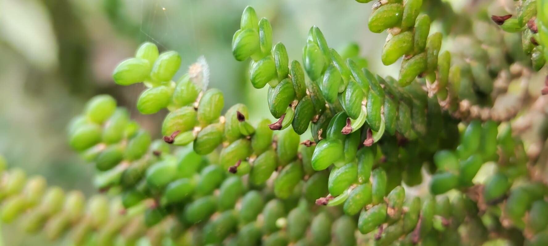 Angraecum bancoense — houseplant care guide