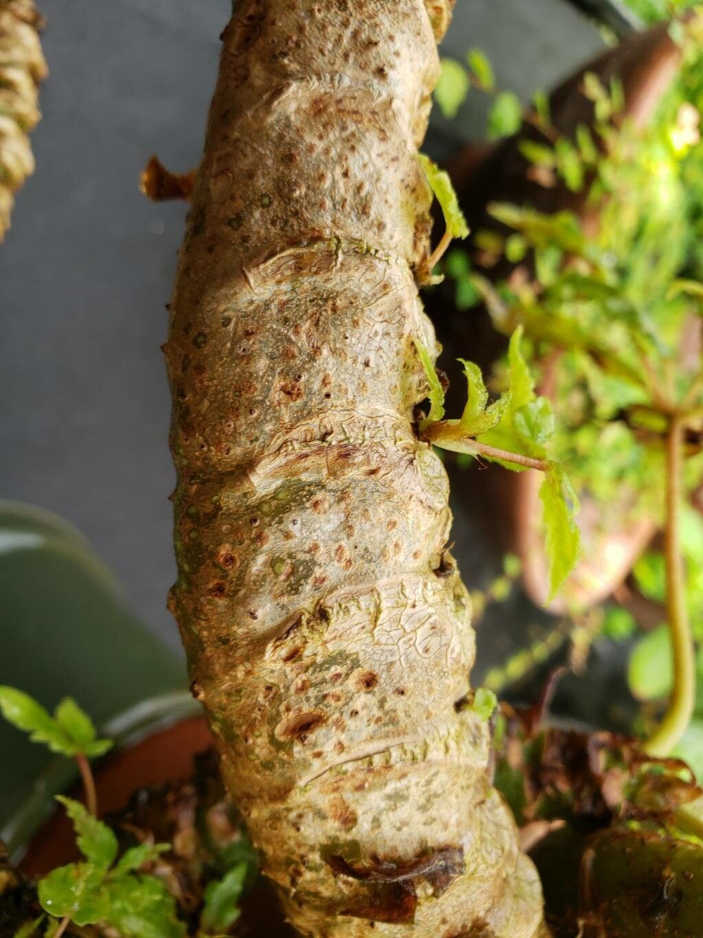Begonia carolineifolia bark