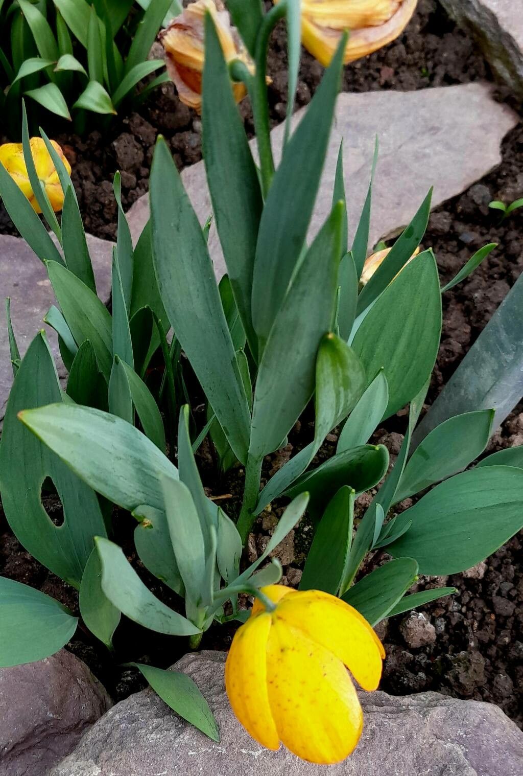 Fritillaria aurea habit