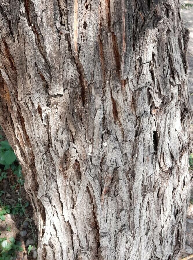 Prosopis flexuosa bark