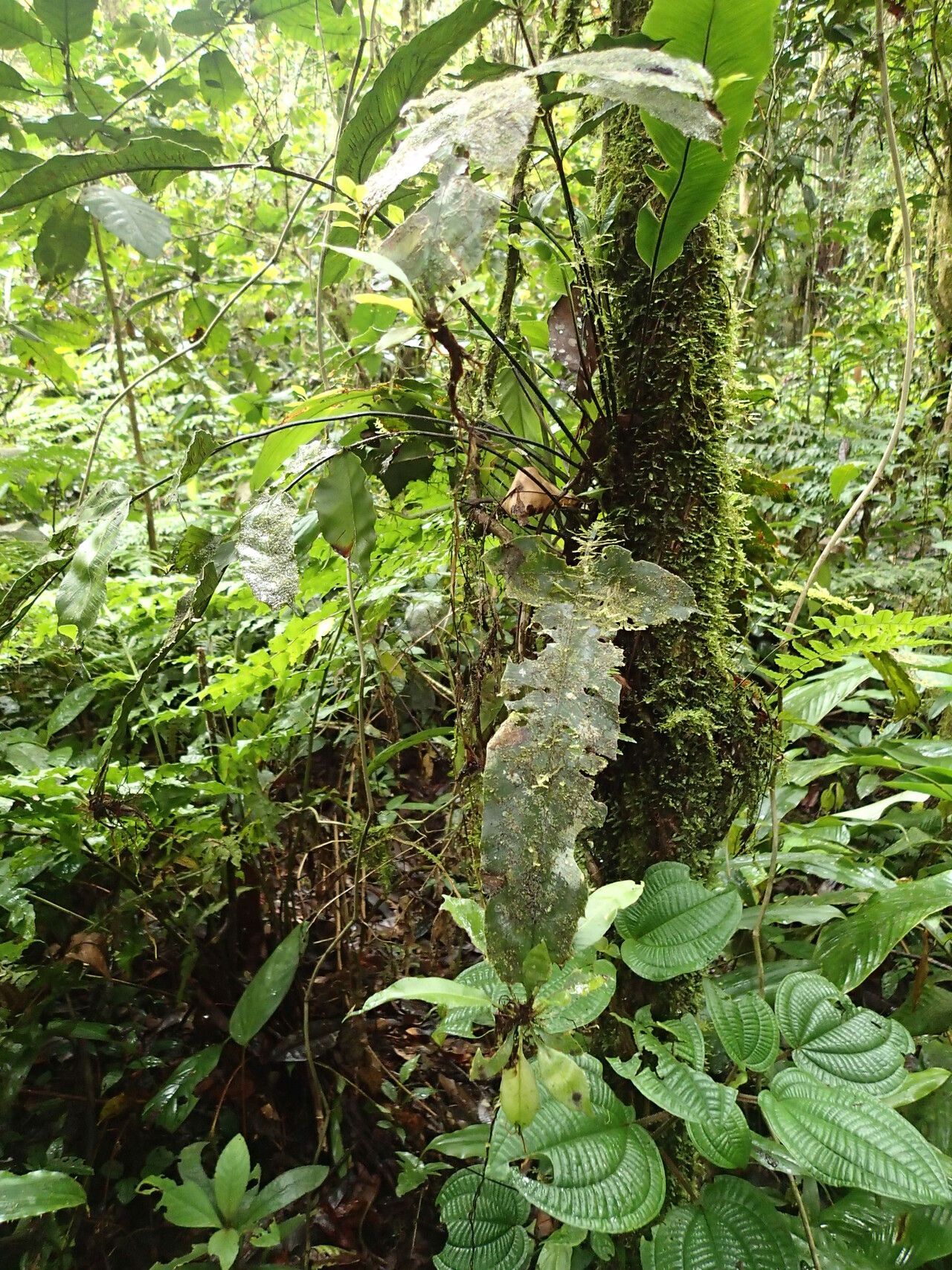 Asplenium annetii — houseplant care guide