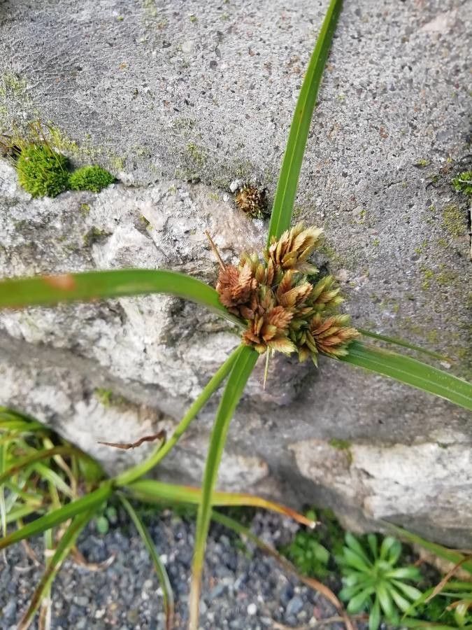 Fimbristylis dichotoma fruit