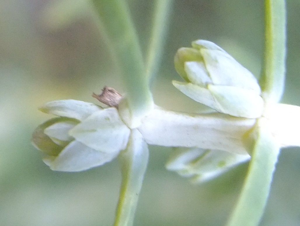 Juniperus cedrus flower