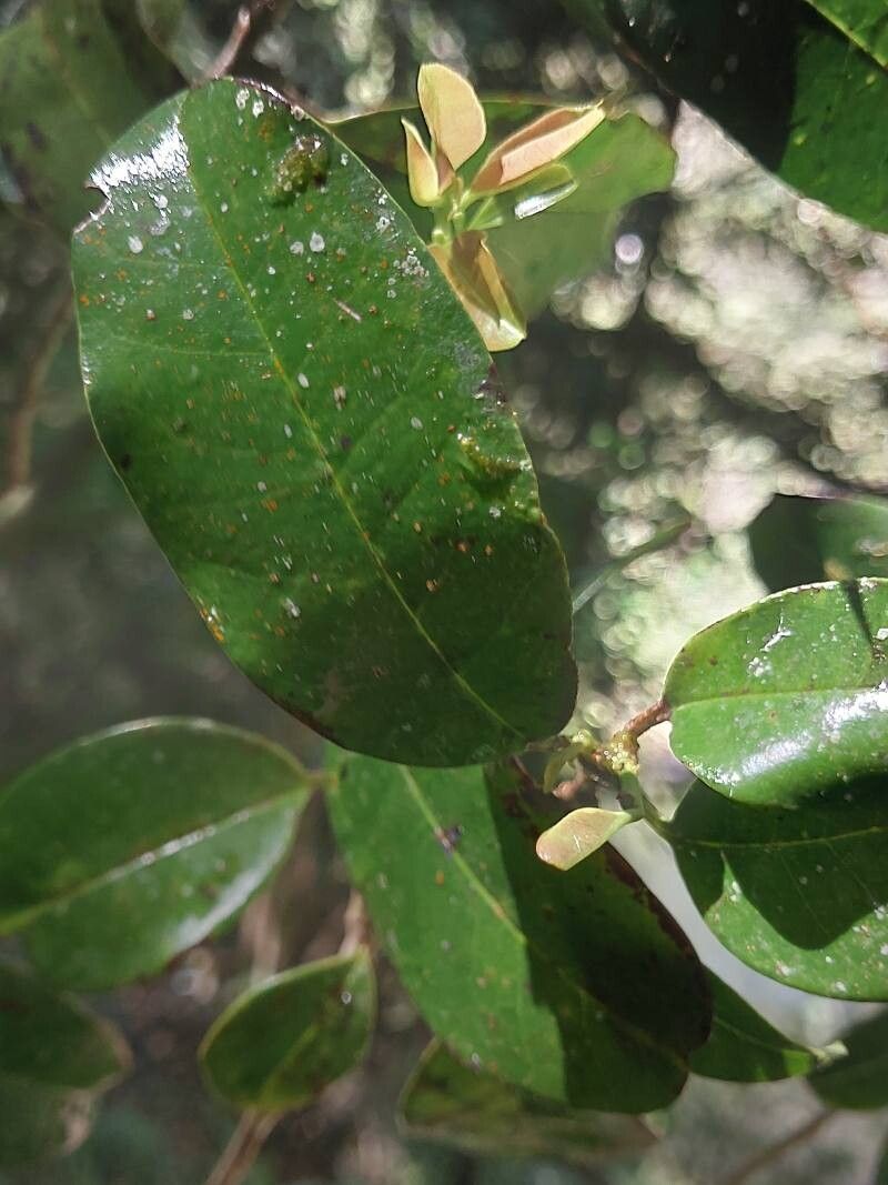 Erythroxylum sphaeranthum — houseplant care guide