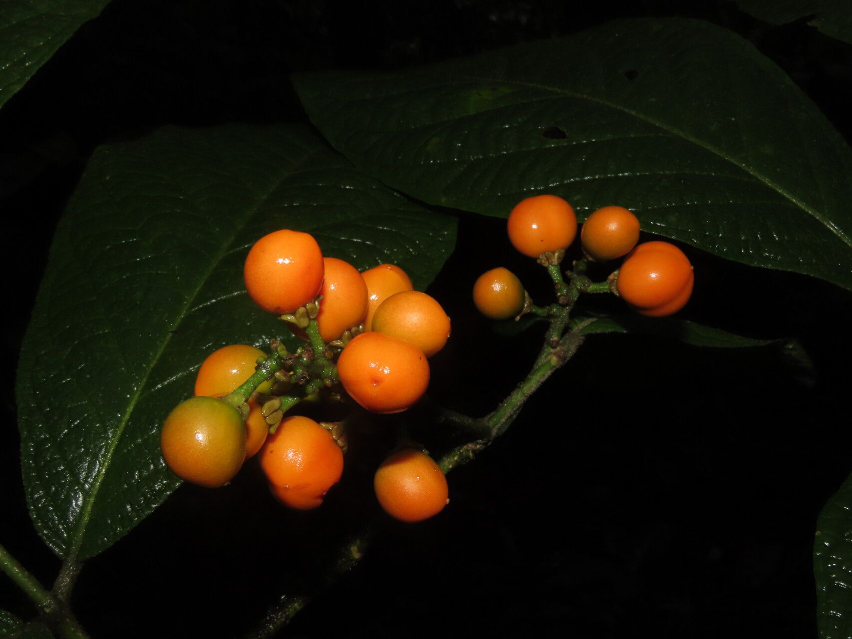 Bunchosia macrophylla fruit