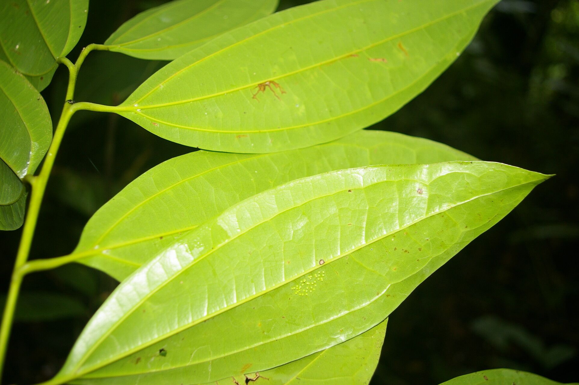 Cinnamomum neurophyllum — search result for 'Cinnamomum'