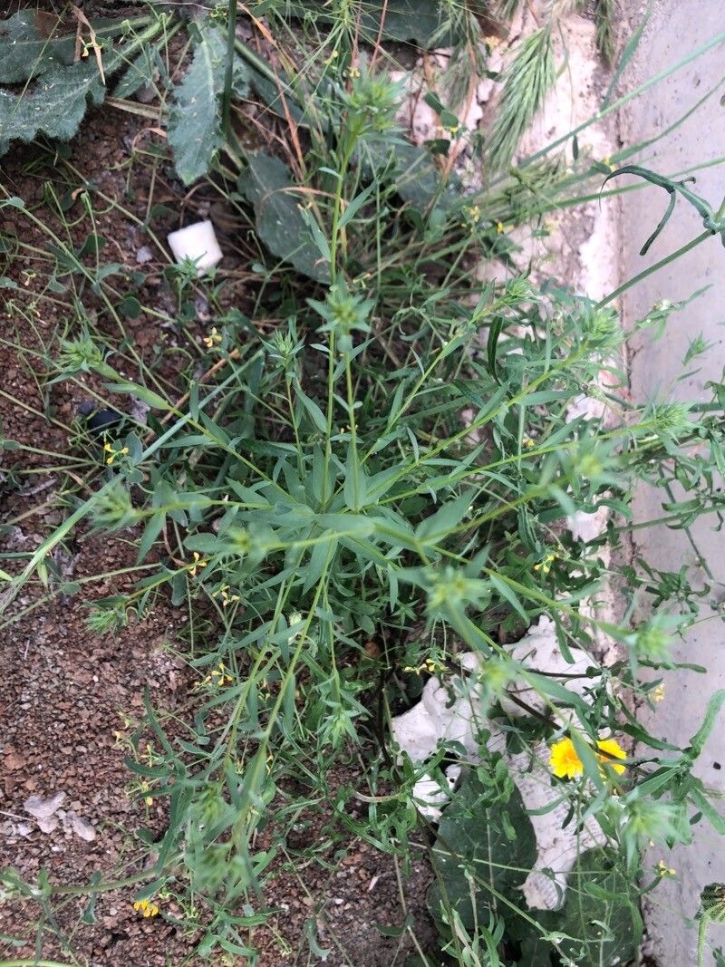 Linum strictum — search result for 'Linum'