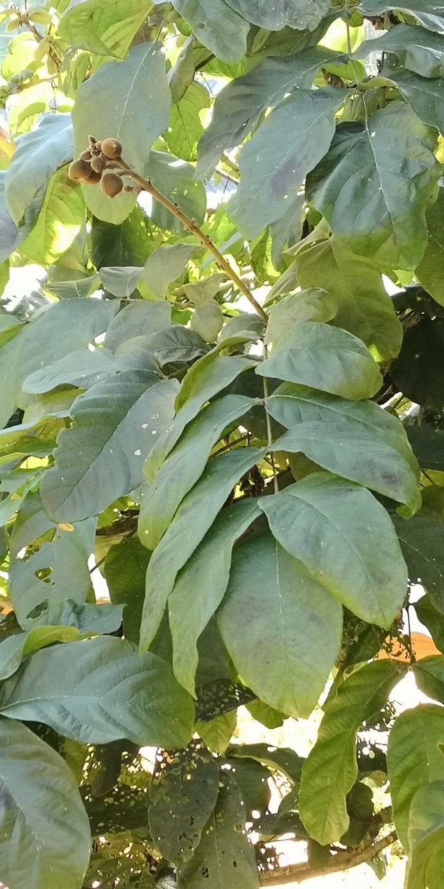 Markhamia stipulata leaf