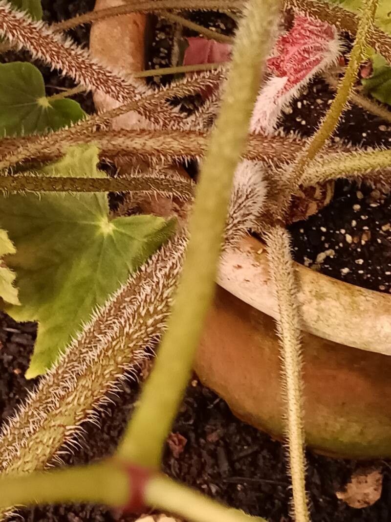 Begonia × ricinifolia bark