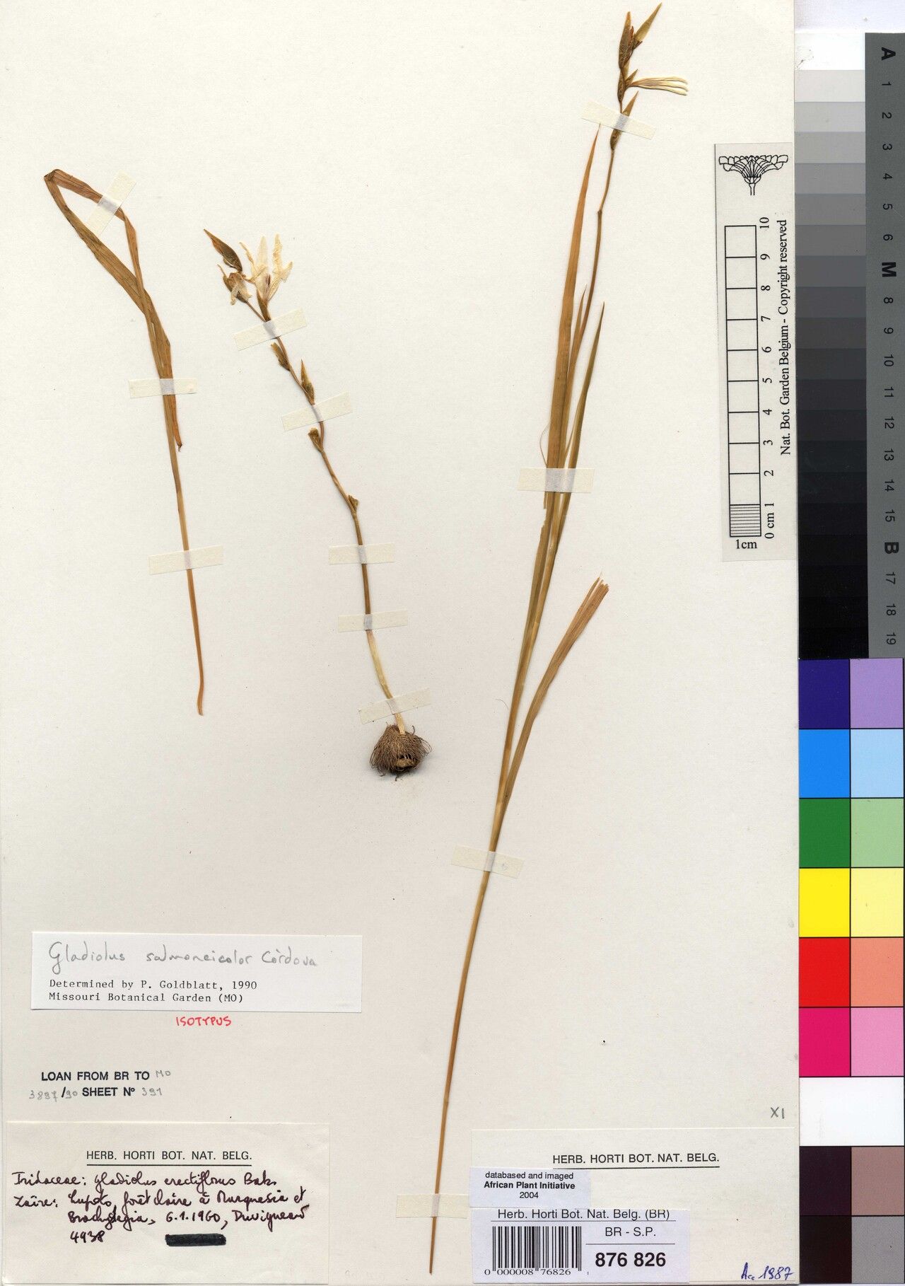 Gladiolus salmoneicolor — houseplant care guide