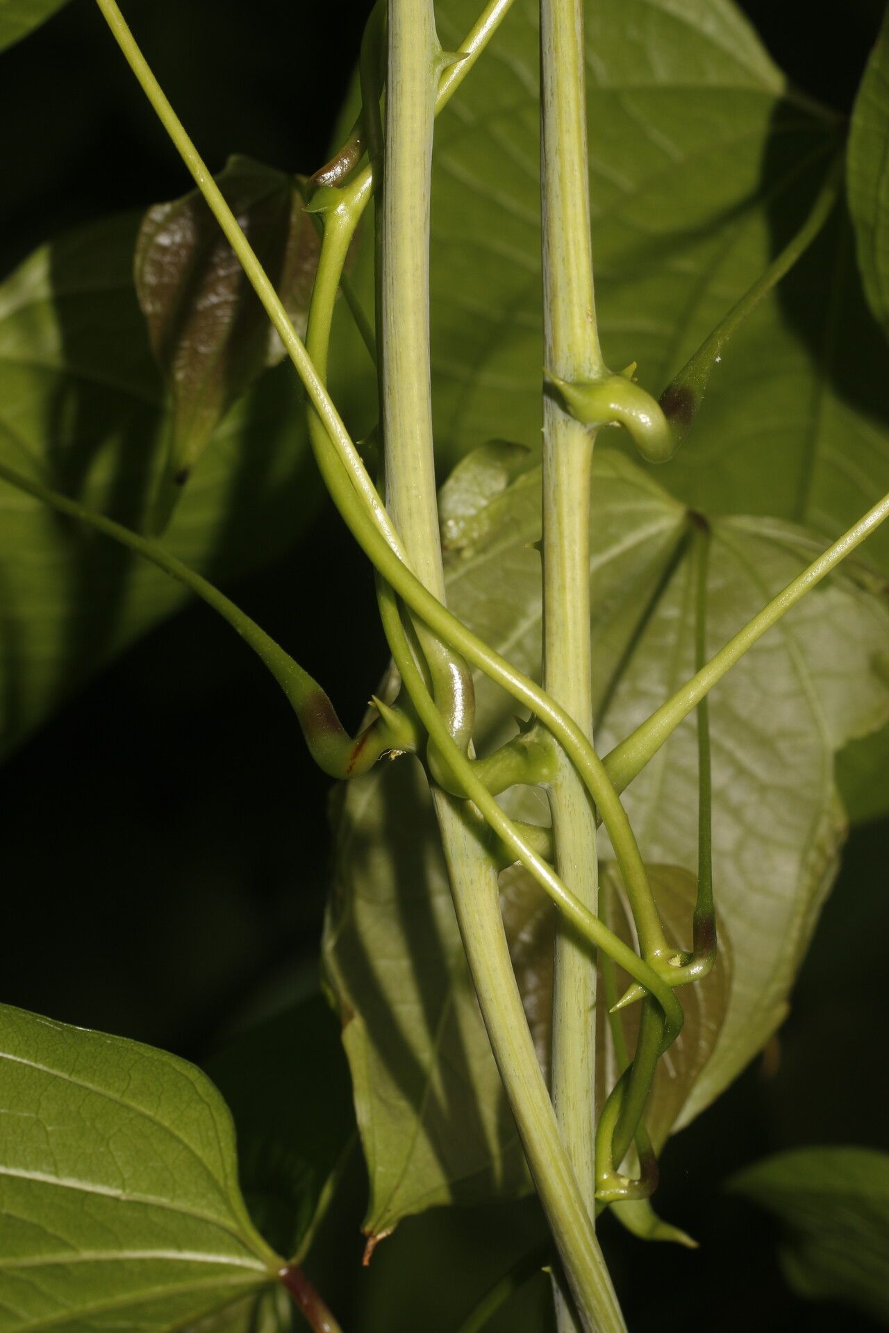 Dioscorea urophylla bark