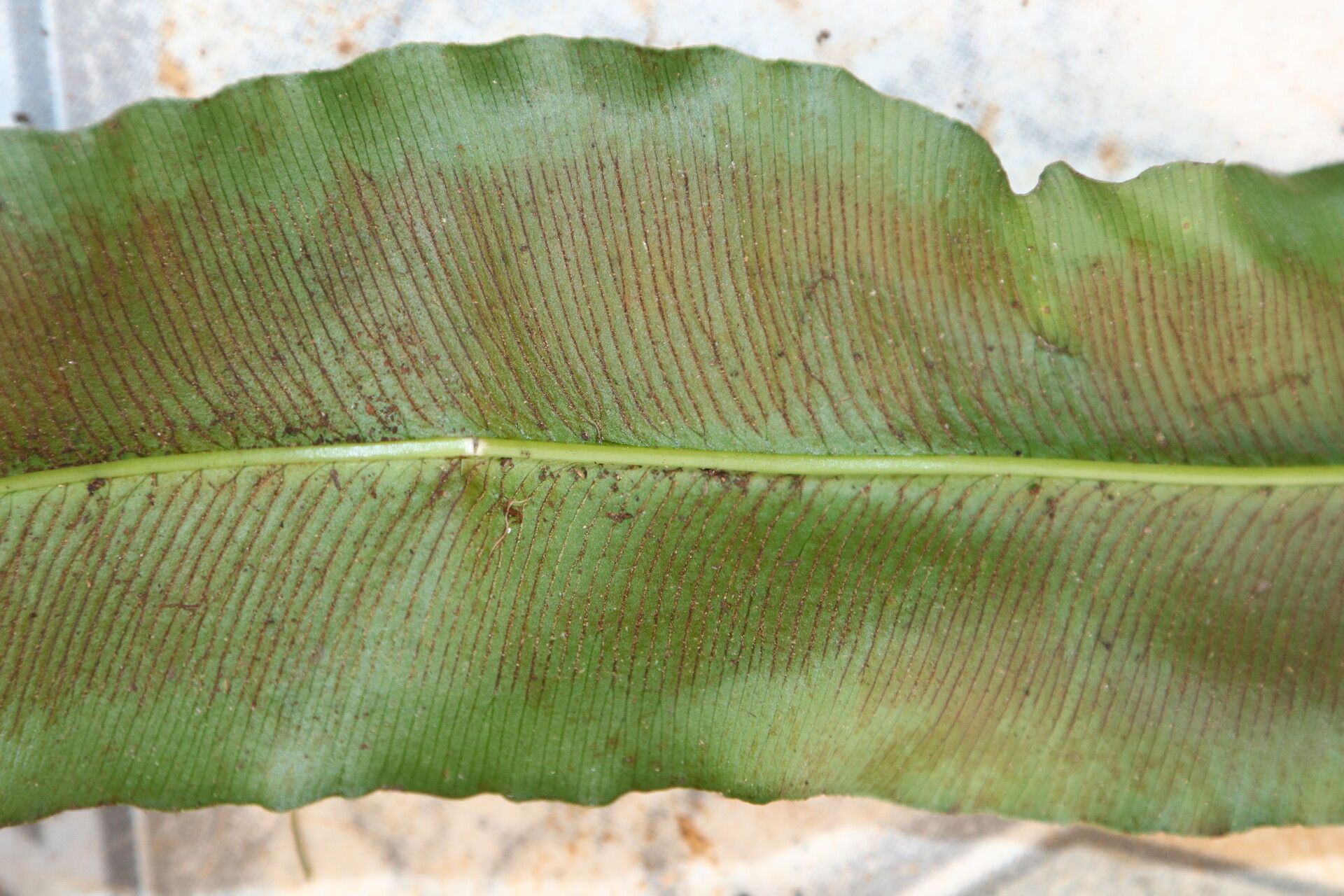 Coniogramme africana — related species from the same genus