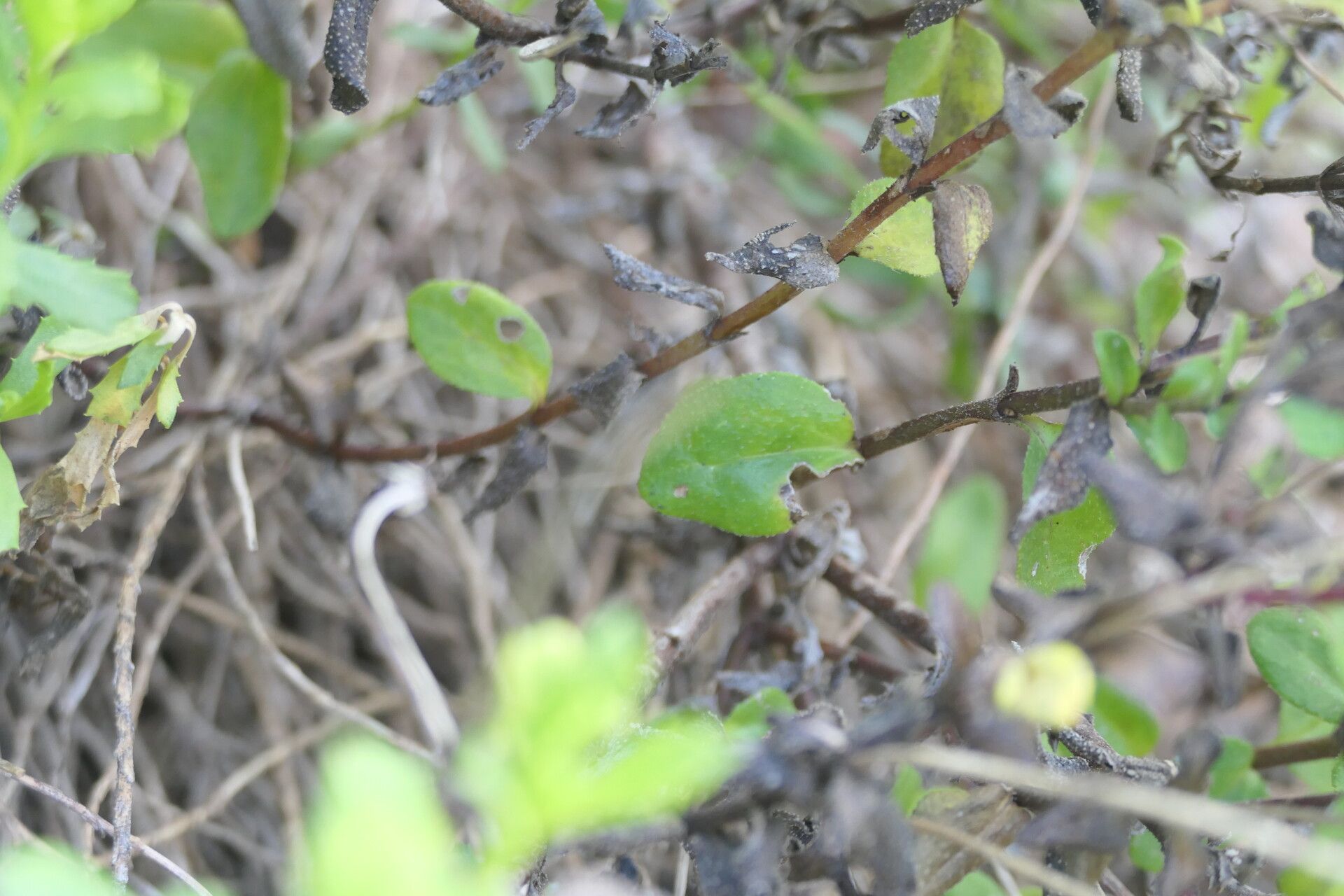Dimorphotheca cuneata bark