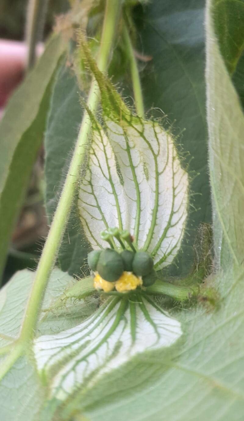 Dalechampia stenosepala flower