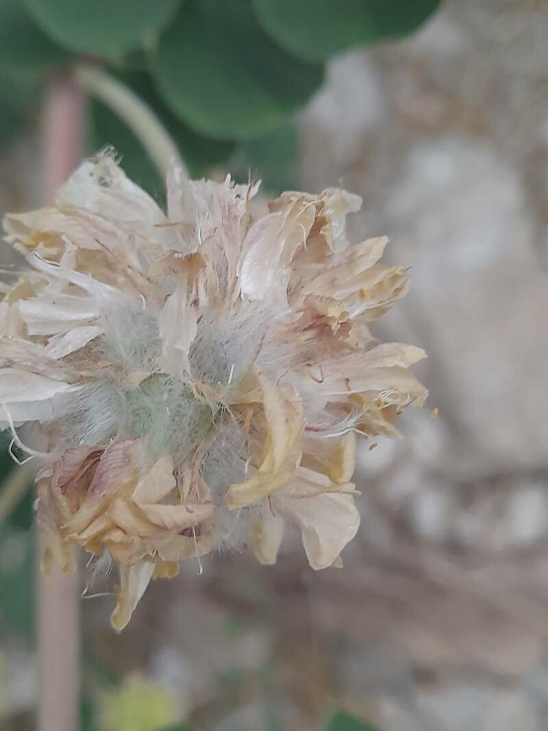 Astragalus obtusifolius fruit