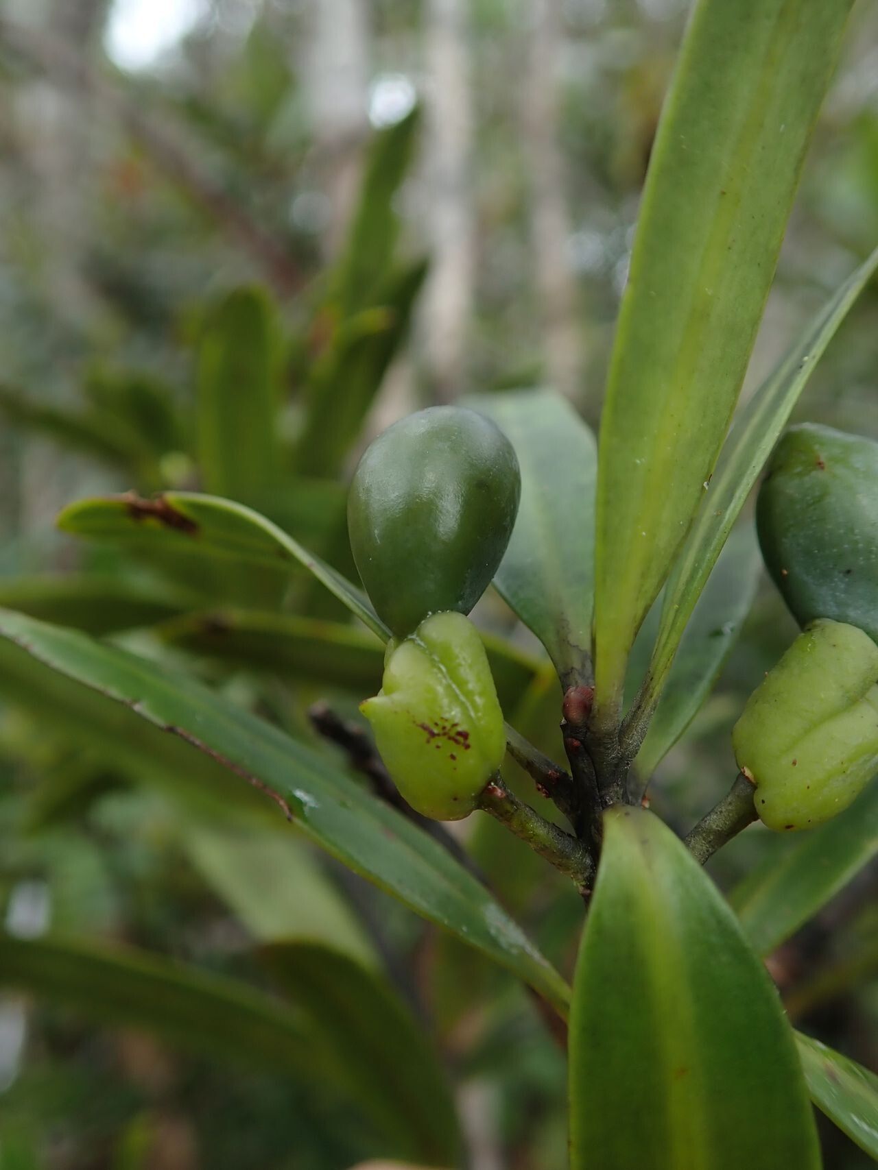 Podocarpus sylvestris fruit