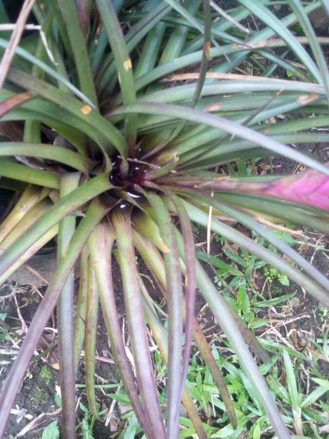 Wallisia anceps — related species from the same genus