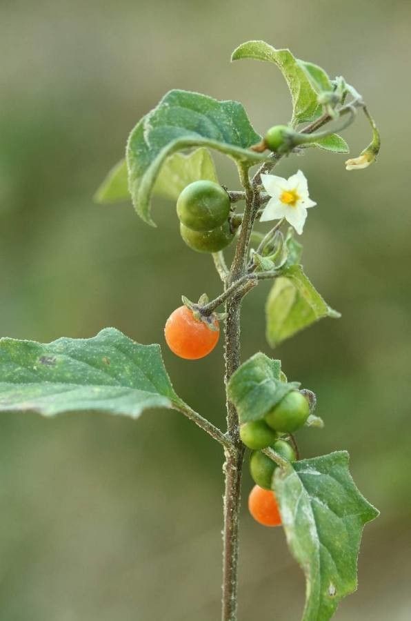 Solanum luteum fruit