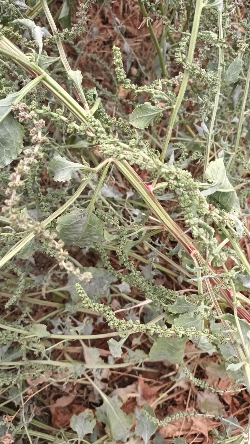 Beta macrocarpa bark