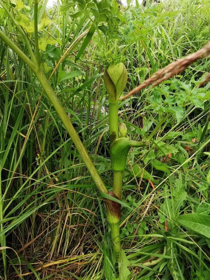 Angelica lucida bark