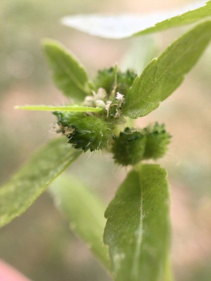 Mercurialis ambigua fruit