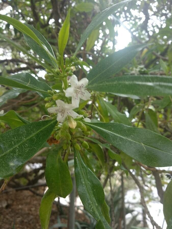 Myoporum tenuifolium flower