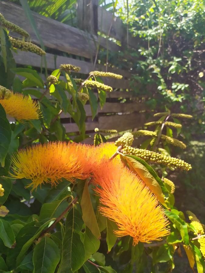 Combretum rotundifolium fruit