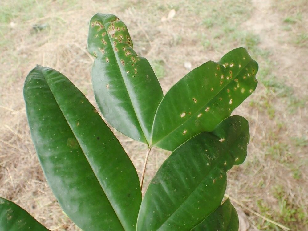 Memecylon myrianthum — search result for 'Memecylon'