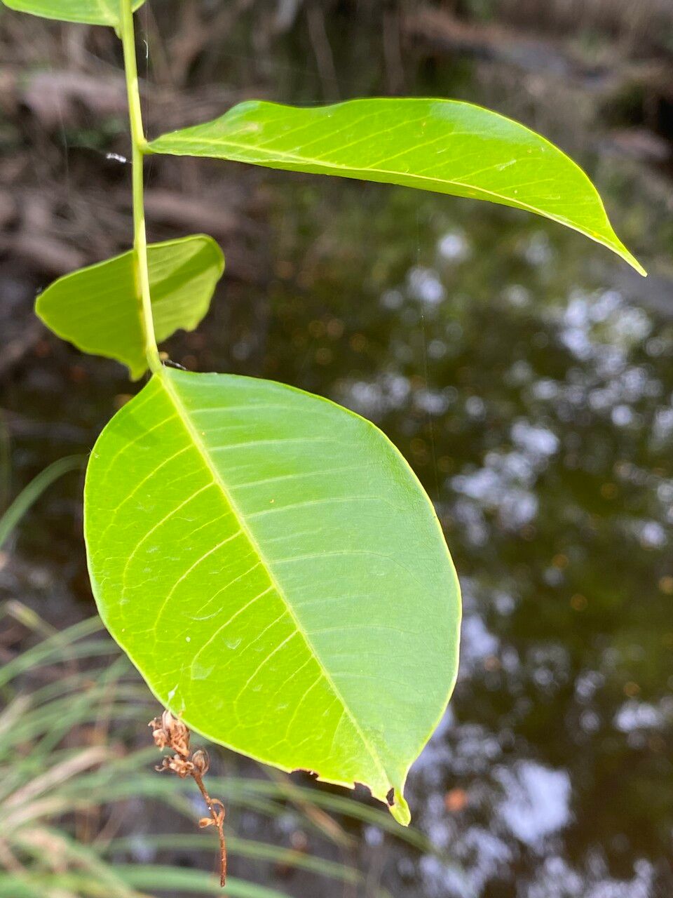 Pterocarpus santalinoides — search result for 'Mali'