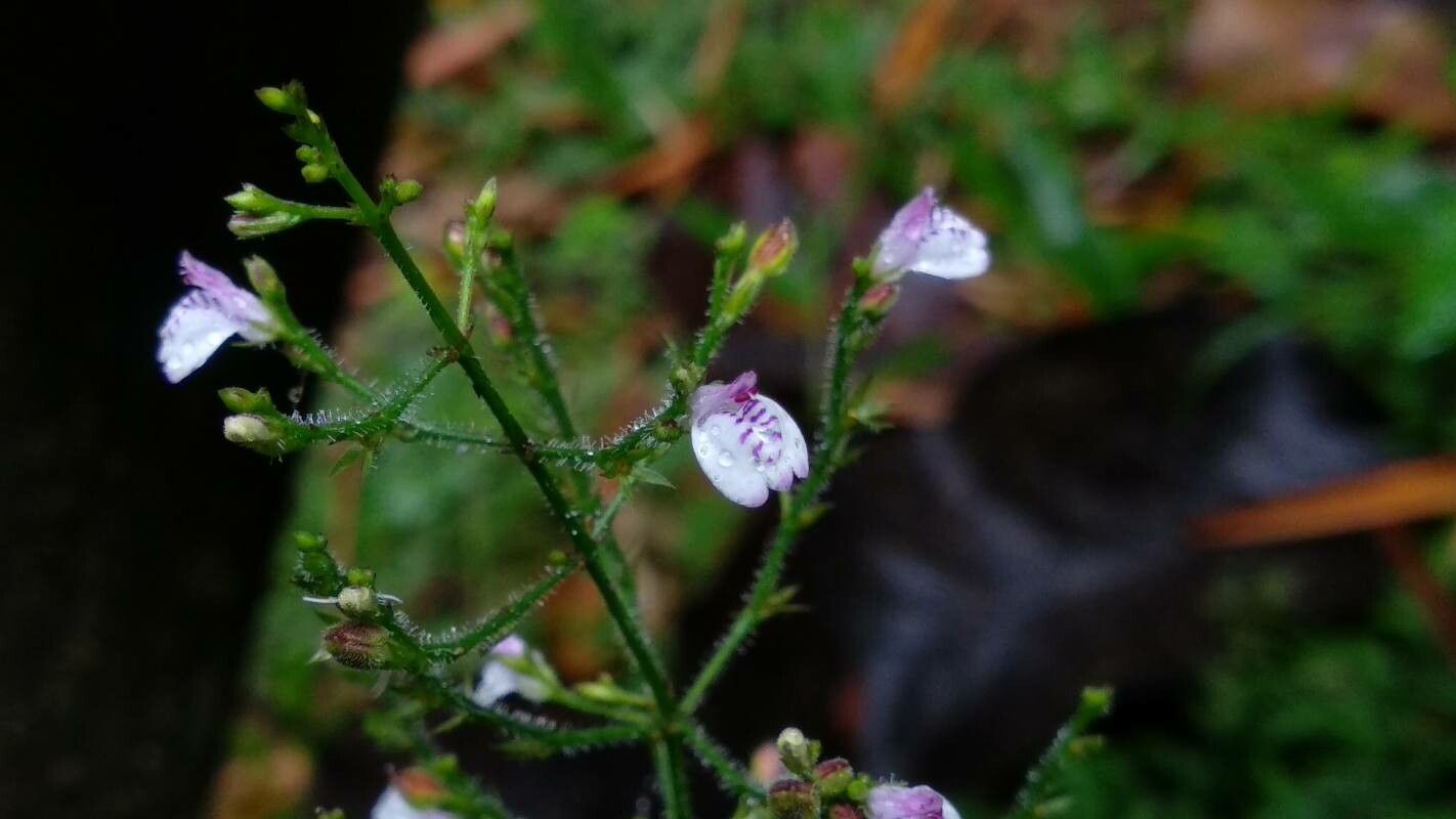 Justicia comata flower