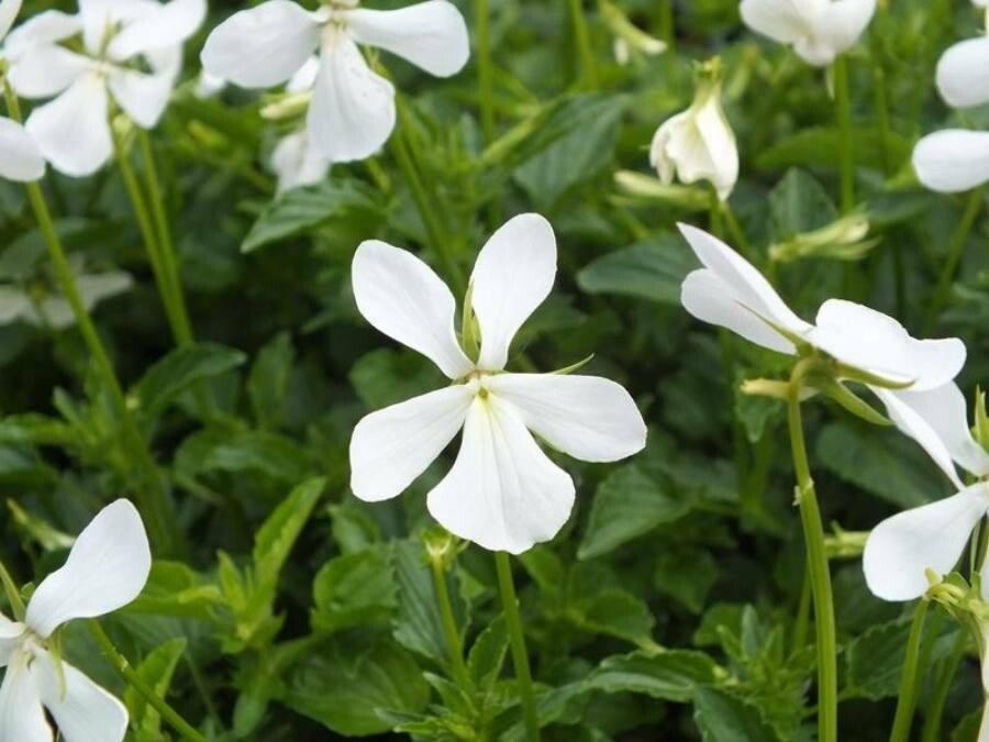 Viola Cornuta flower