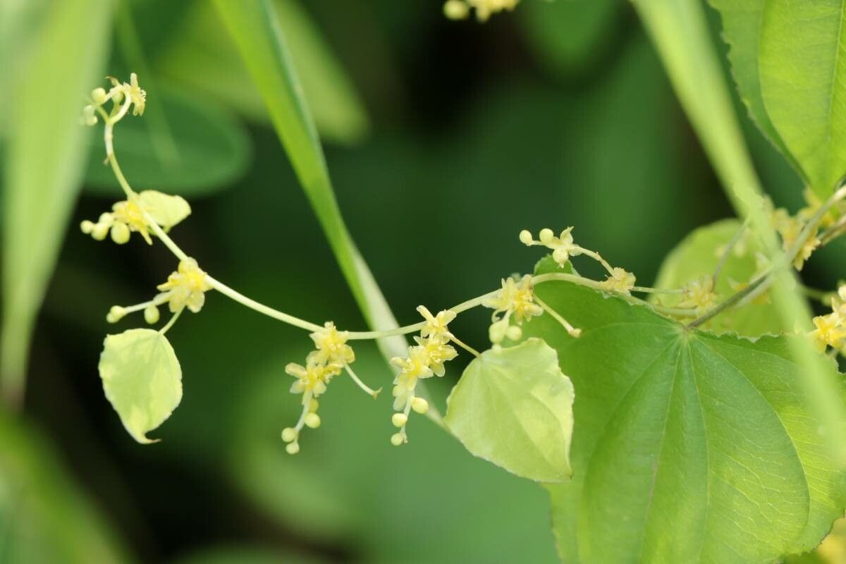 Dioscorea gracillima — houseplant care guide