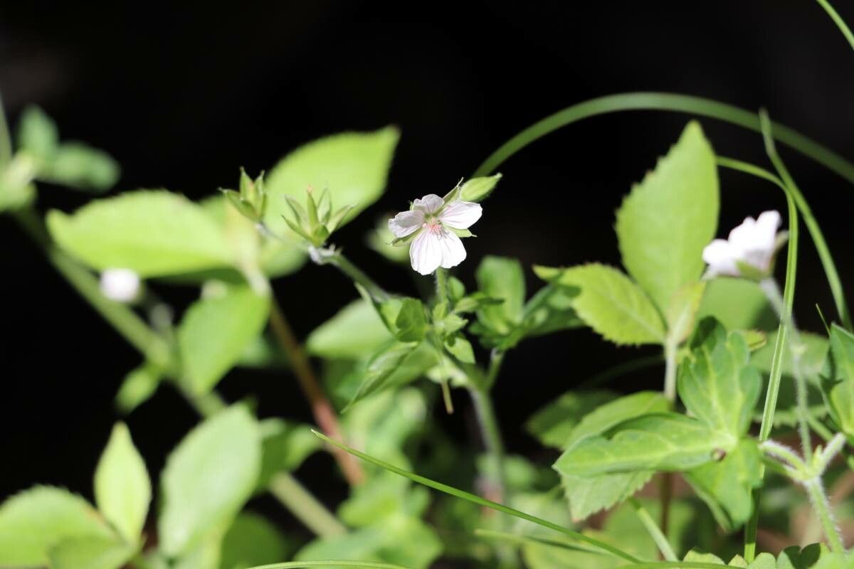 Geranium wilfordii — houseplant care guide