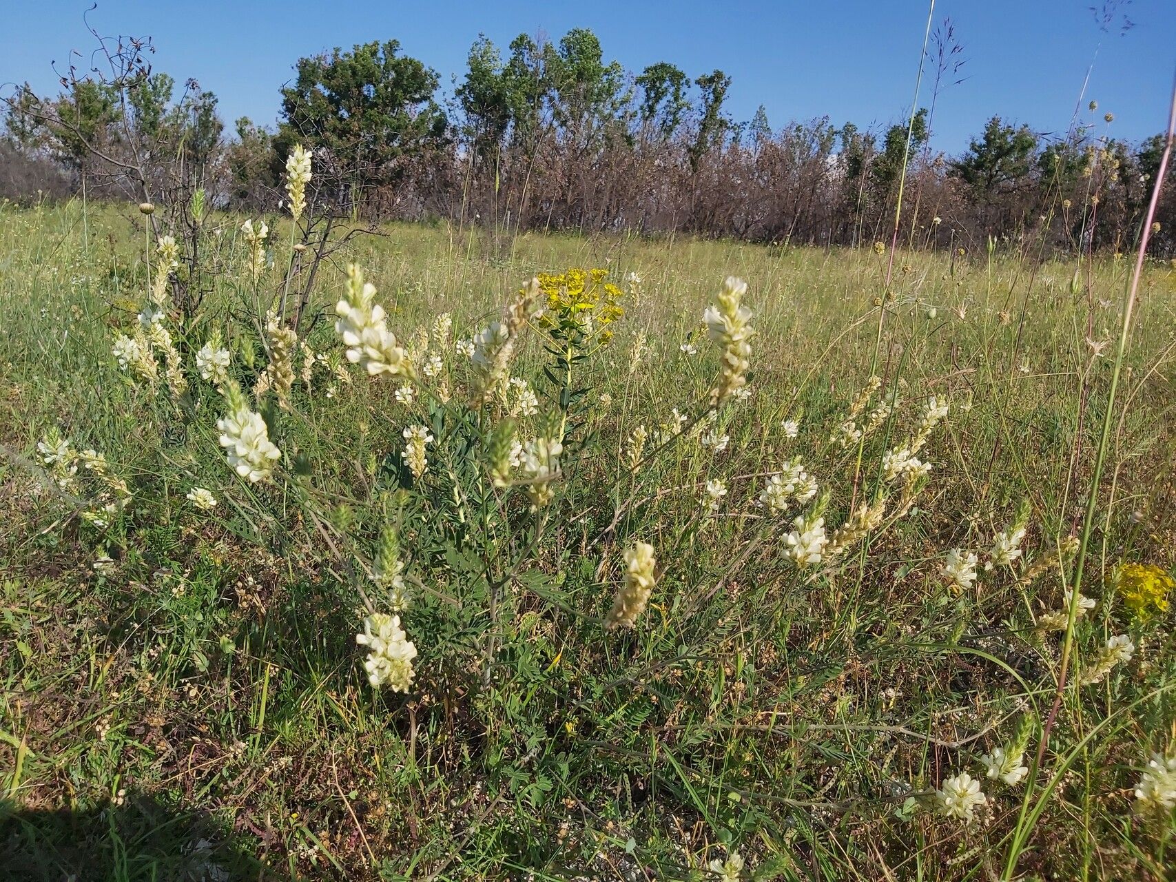 Onobrychis alba habit