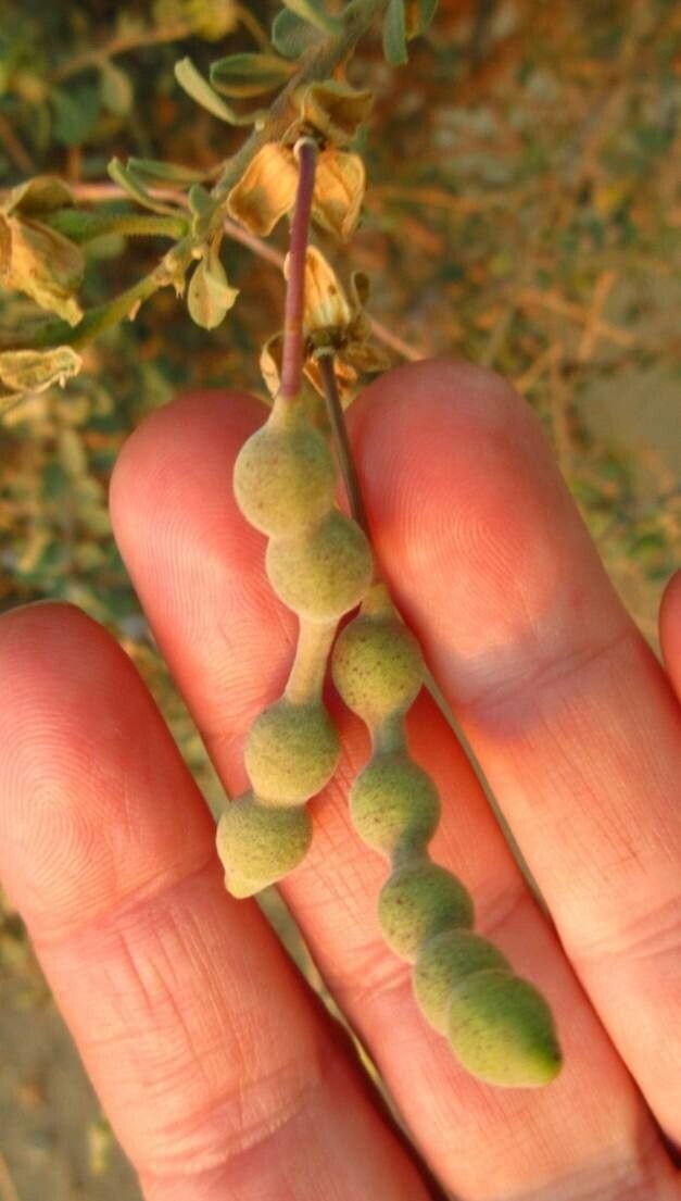 Maerua crassifolia fruit