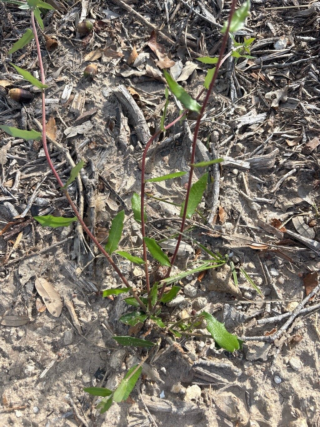 Grindelia scabra — search result for 'Perennial or annual herb'