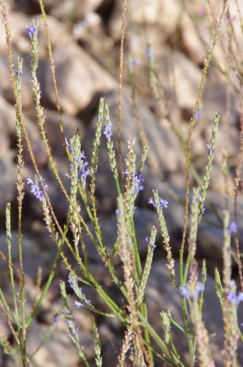 Lavandula coronopifolia leaf