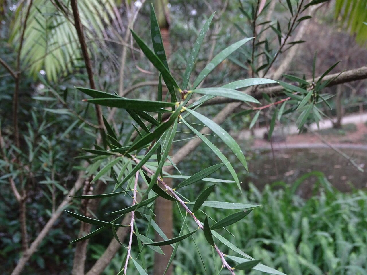 Callistemon rigidus