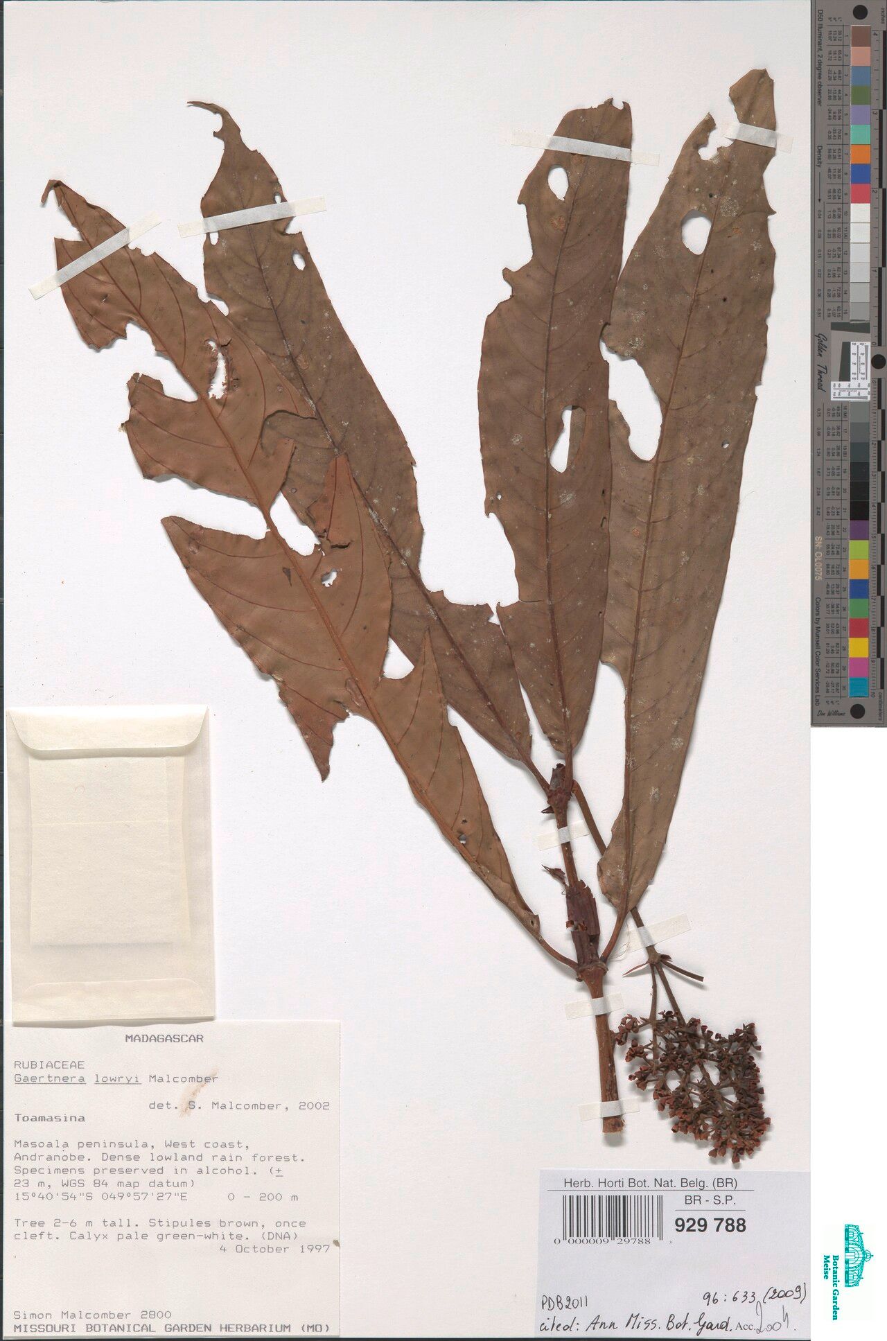 Gaertnera lowryi — houseplant care guide