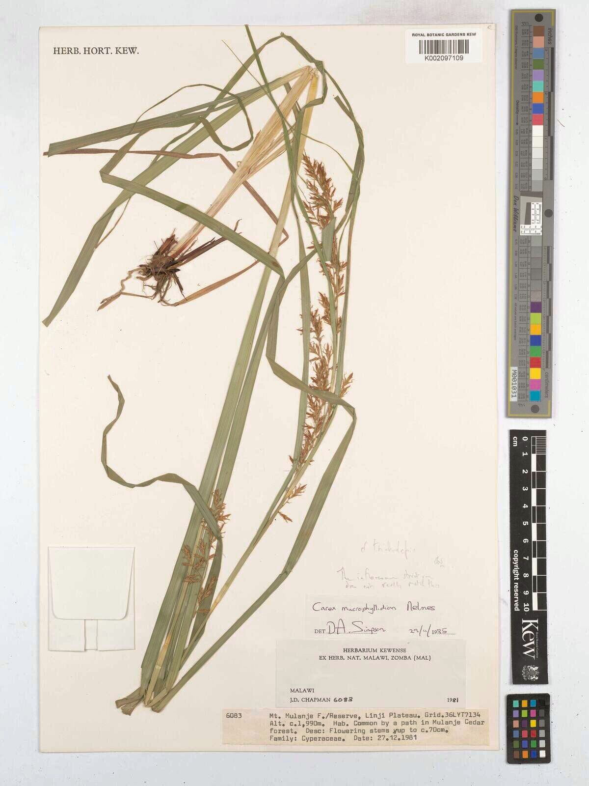 Carex tricholepis — houseplant care guide