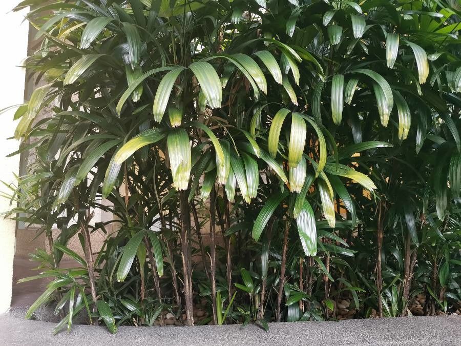 Licuala spinosa bark