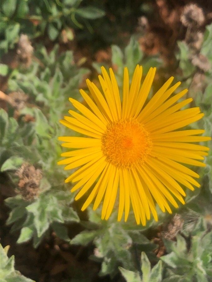 Pulicaria canariensis flower
