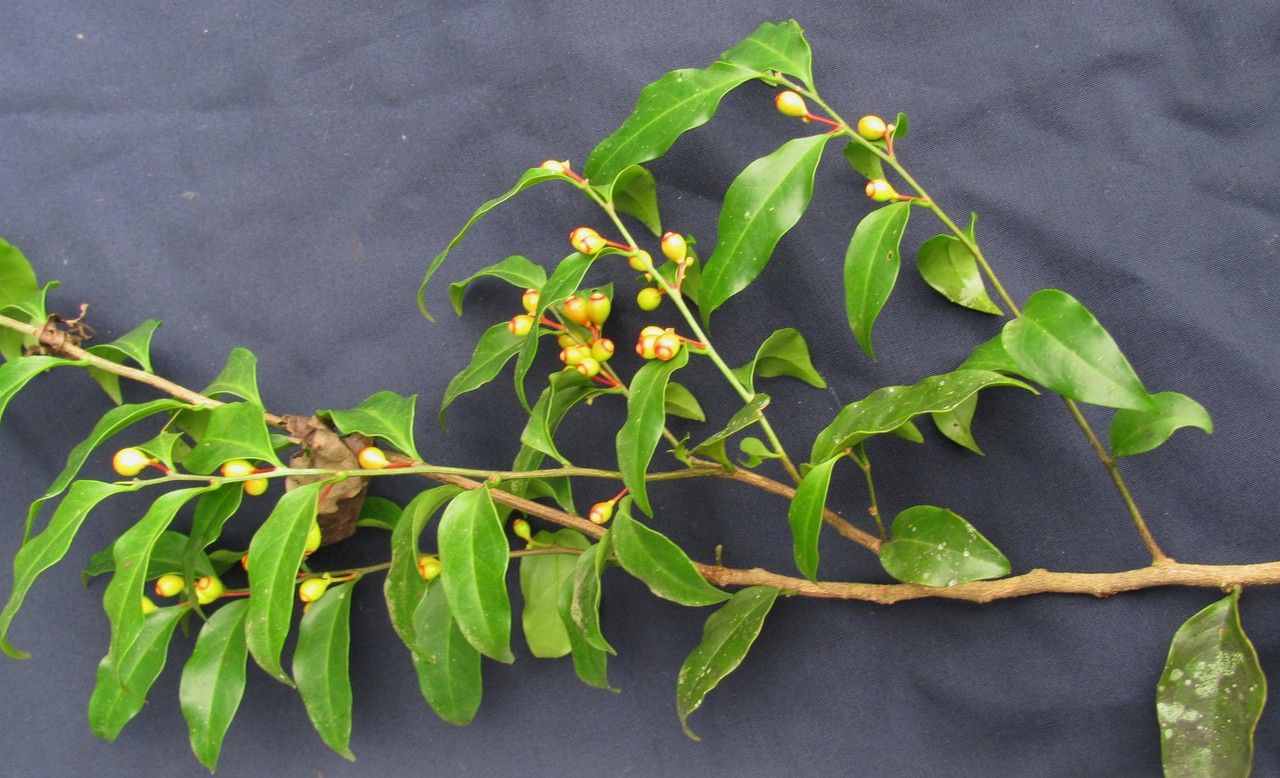 Schoepfia vacciniiflora other