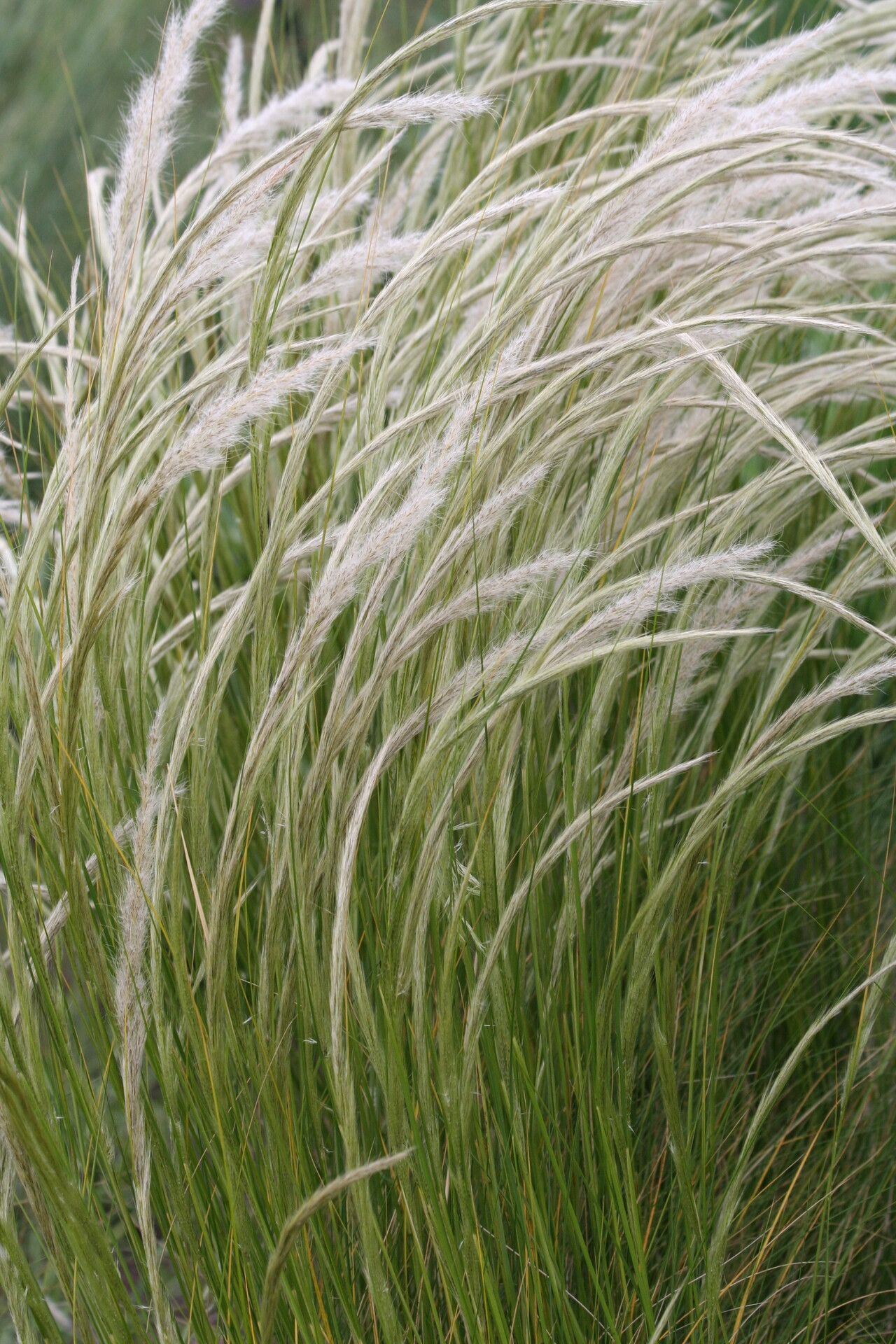 Stipa ichu flower
