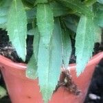 Angelonia angustifolia