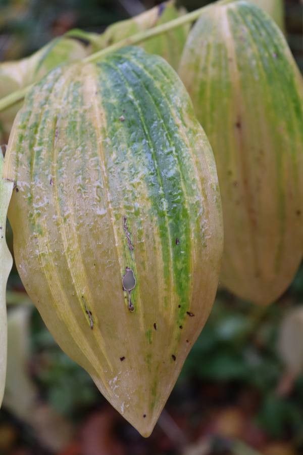 Polygonatum multiflorum — search result for 'Asparagaceae'