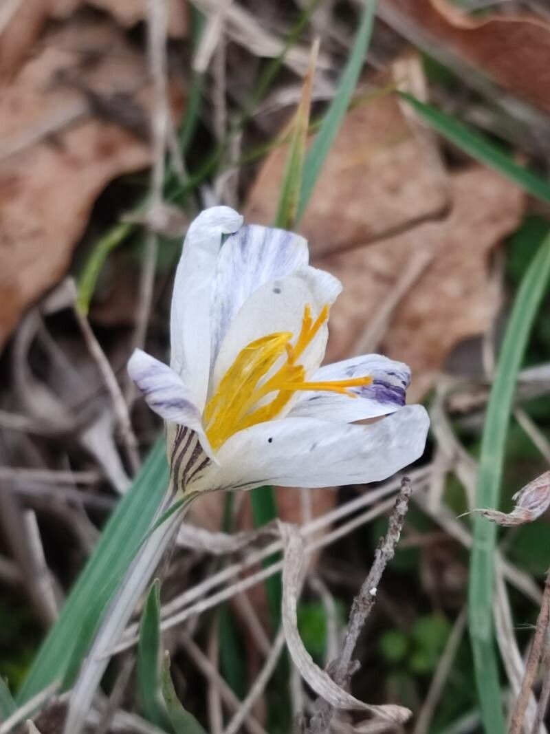 Crocus danubensis — houseplant care guide