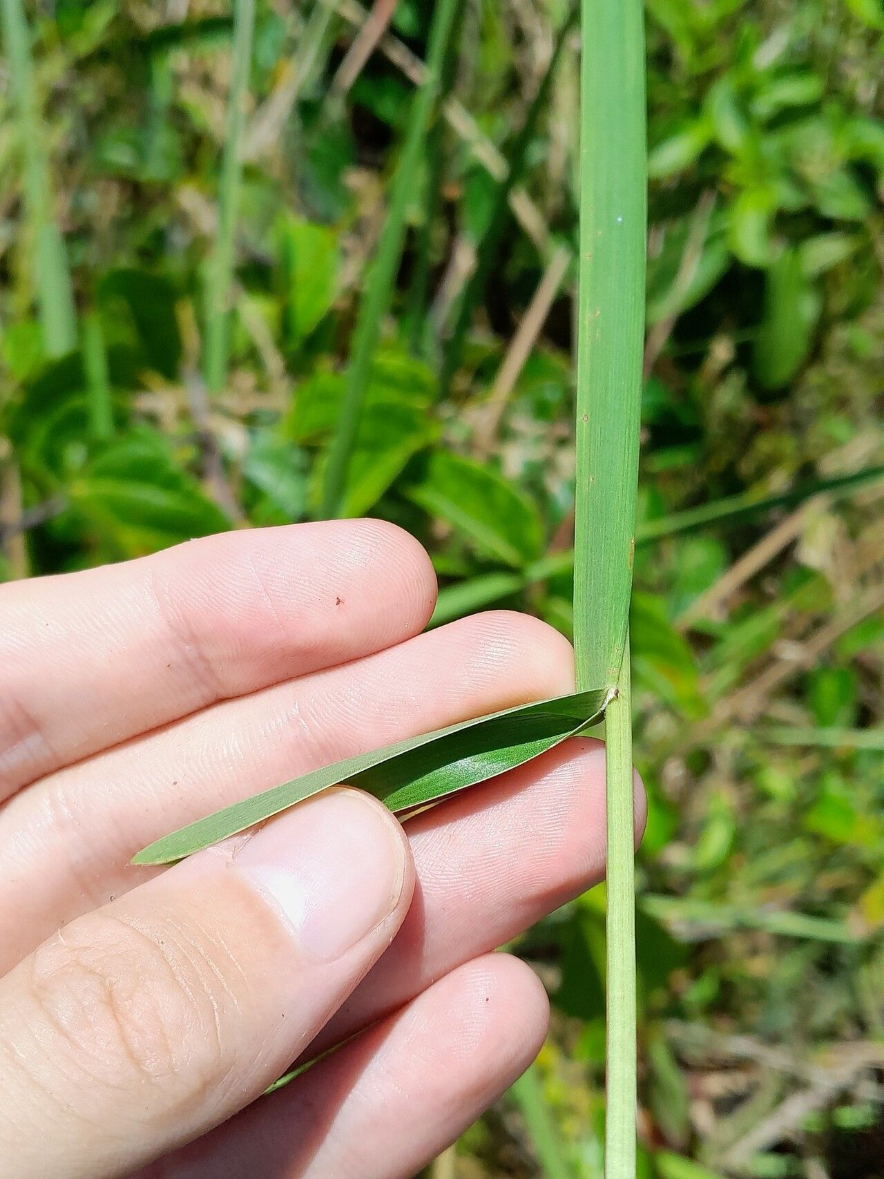 Axonopus surinamensis — houseplant care guide