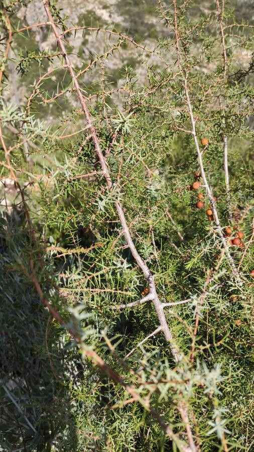 Juniperus oxycedrus leaf