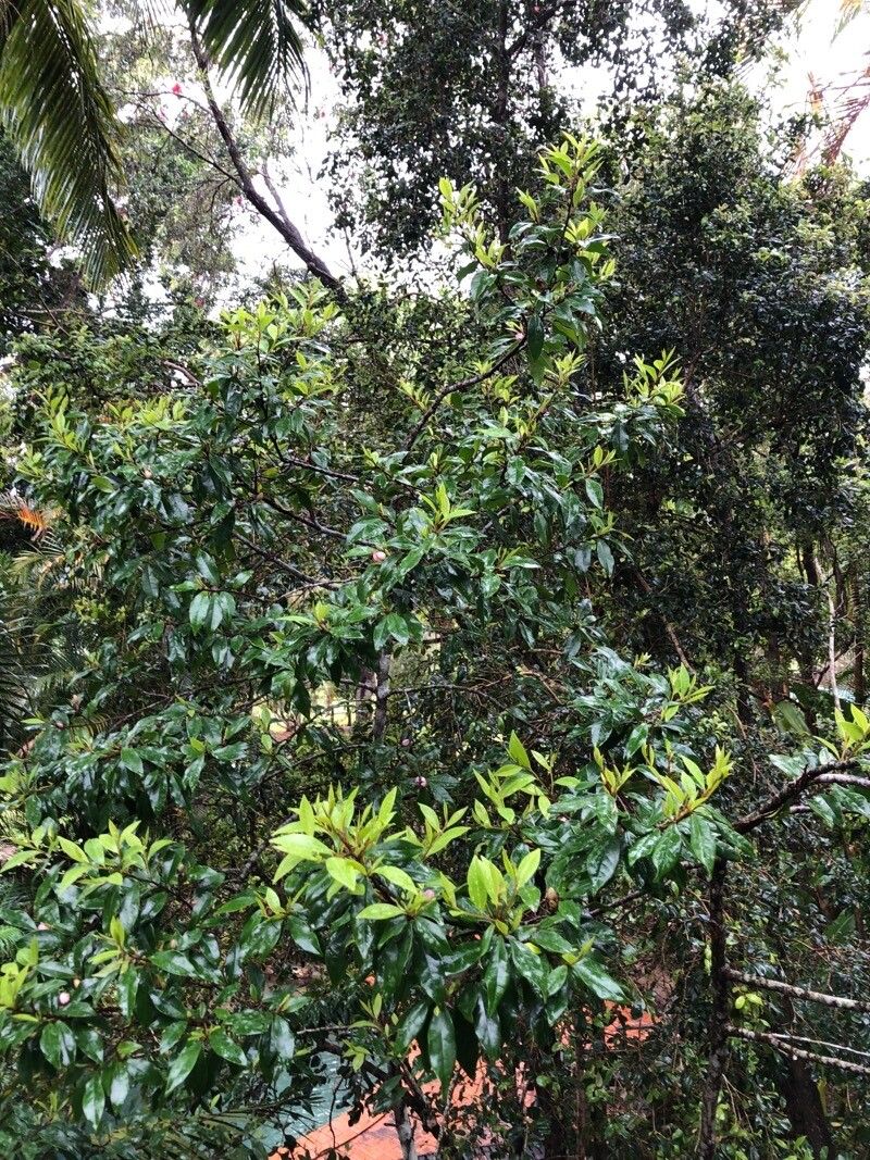 Cryptocarya oubatchensis — houseplant care guide